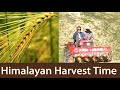 Tibetan Staple Food: the Barley Harvest Time; How to Harvest in Highland? Daily Life of a Farmer.