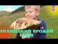 ГРИБНИЙ ШОК! ВИ ЩЕ ТАКОГО НЕ БАЧИЛИ!