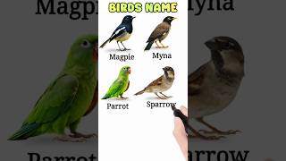 বিভিন্ন পাখির নাম বাংলা ও ইংরেজিতে | Learn Bird Names in Bengali &amp; English | Learn Birds Name #Kids