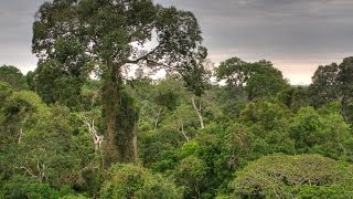 Posada Amazonas Lodge by Rainforest Expeditions