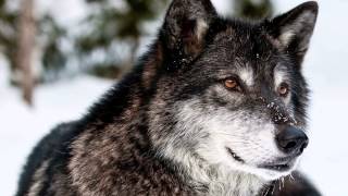 The wolf slide show