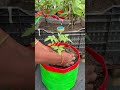 Growing red cherry tomato in garden bags from kitchen waste as fertilizer #tomato #plants #nature