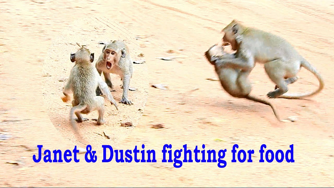Wow, Spoiled Brat Girl JANET Is So Nasty Fighting With Orphan Baby Skinny DUSTIN For Food.