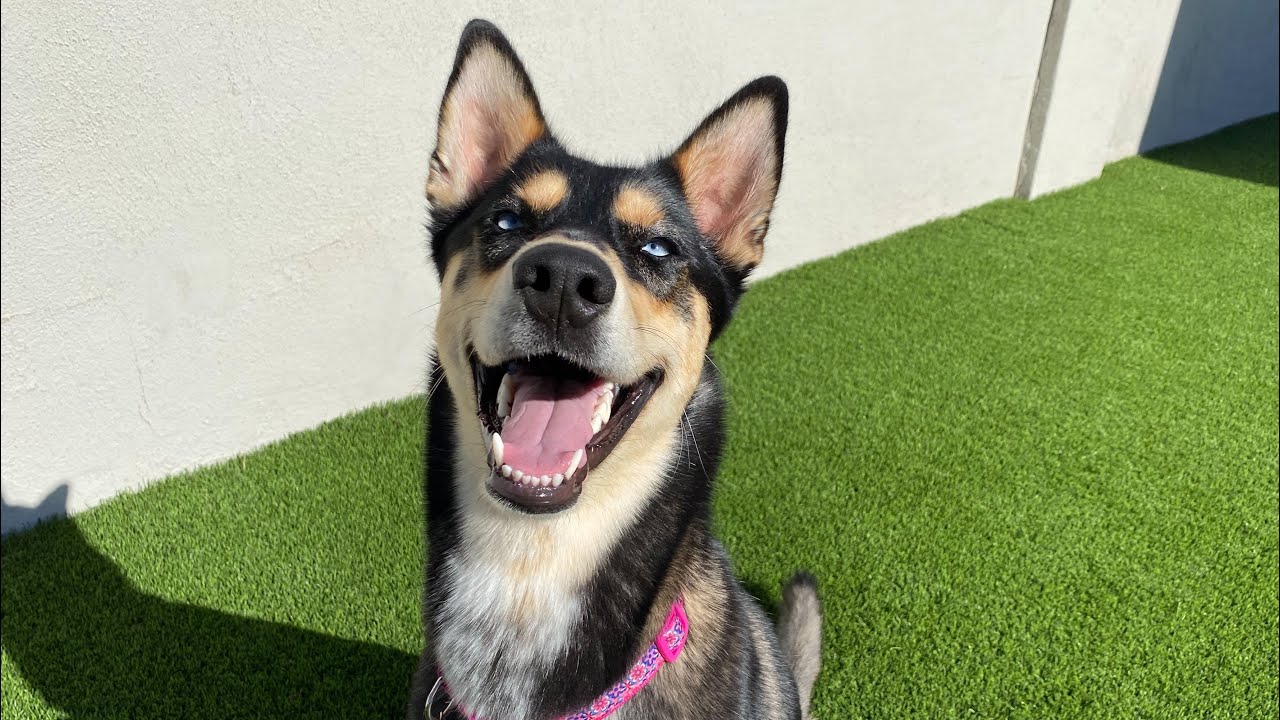 СОВЕТЫ О ТОМ, КАК ВЫПИТЬ ЭНЕРГИЮ ВАШЕЙ НЕМЕЦКОЙ ОВЧАРКИ/ХАСКИ