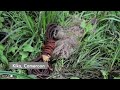 African grey parrot poaching: wild animals cruelly snatched from their homes