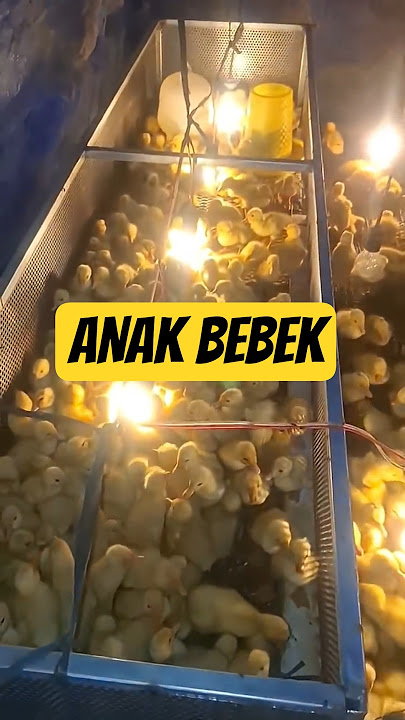 BEBEK BEBEK #shorts #shortvideo #jordanjhovan #peternakbebekpemula #peternakbebekpetelur