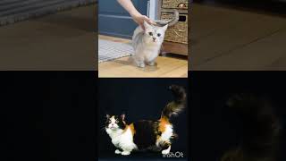 Facts about Munchkin Cat #cats #catlovers #catvideo #munchkincat #cutepets #cutepetvideo #shorts