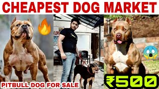 Dogs at cheap price / Pitbull puppy / pitbull dog/American Bully sale in delhi # Dogs at cheap price / Pitbull puppy / pitbull dog/American Bully sale in delhi #