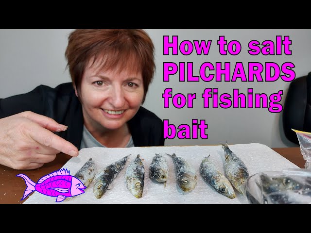 A step by step guide on how to salt pilchards for fishing bait