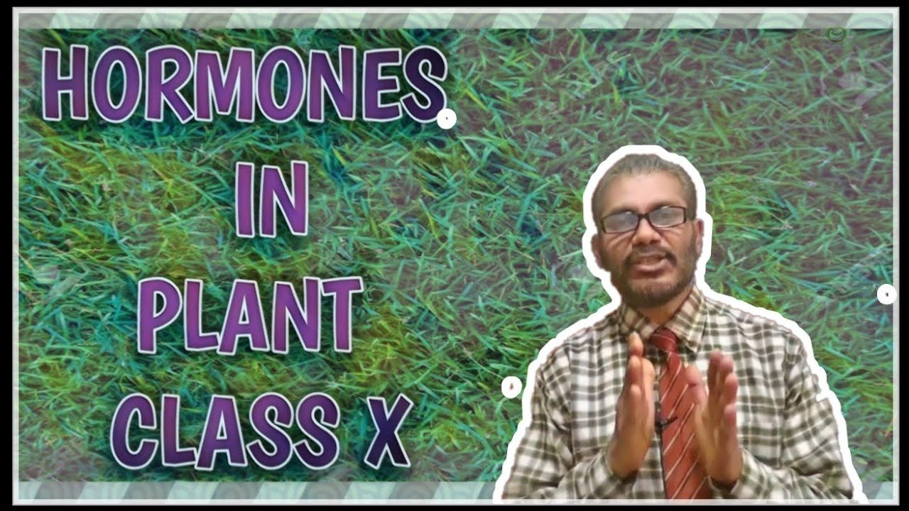 Class 10, Topic Hormones in Plants YouTube