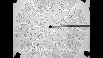 RVF: Highly nonlinear viscous fingering experiment #1