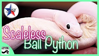 Super Fire Scaleless Ball Python - Triple B TV Ep.205