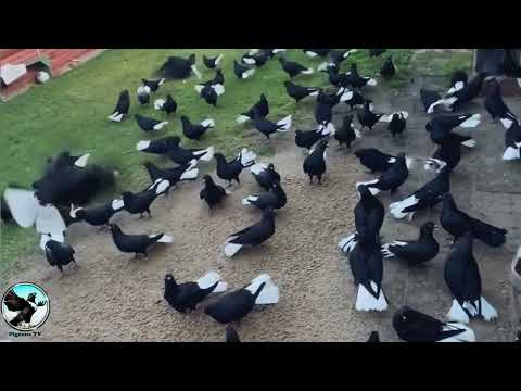 مزرعة حمام نوري اسود ذنب كركند الله يبارك