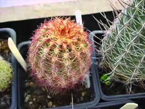 Videó: Kaktuszok A Feje Fölött