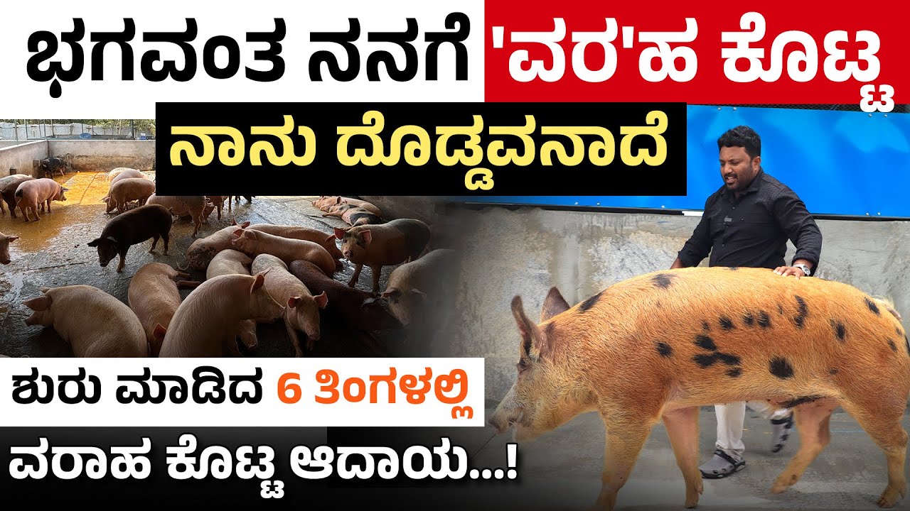 Pig Farming Guide 2025: 6 ತಿಂಗಳಲ್ಲಿ ಲಕ್ಷಾಧಿಪತಿಯಾದ ಯಶೋಗಾಥೆ ಮತ್ತು ಲಾಭದ ಸಾಮರ್ಥ್ಯ