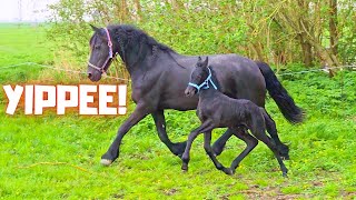 For the first time a Friesian horse with foal in our pasture! | I&#39;m distracted | Friesian Horses