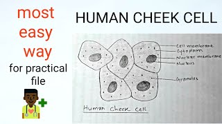 How to draw #human cheek cell || Most easy way || Step by ...