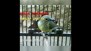 Suara pancingan korlap betina memanggil jantan