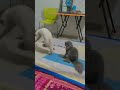 Nutcut cat.