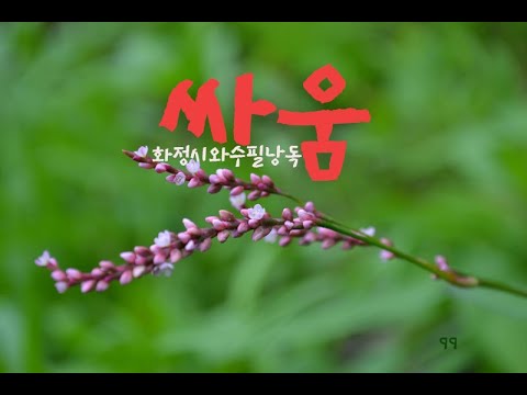 싸움#오디오북#시와수필#시와수필낭독#화정시와수필낭독