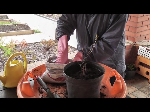 СПИРЕЯ иволистная из Касторамы. Я сажаю.