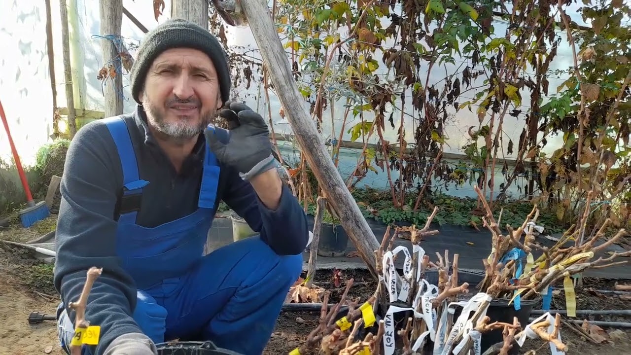 Multiple soiuri de vita de vie cu arome uimitoare