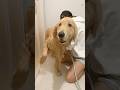 泥水出てきて草( ᐛ )‪𐤔 #大型犬 #ゴールデンレトリバー