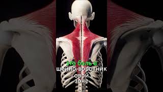 шейно-воротниковая зона