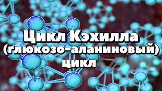 Глюкозо-аланиновый цикл(цикл Кэхилла)