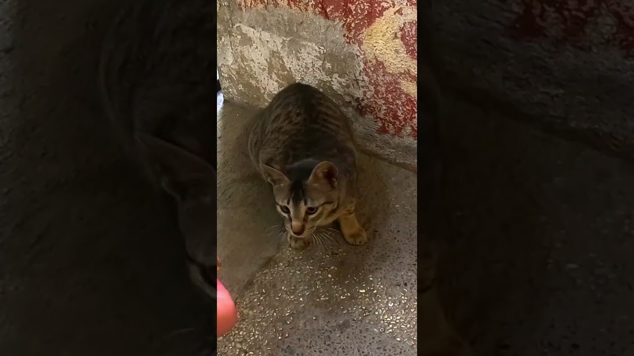 🐱 Scared Feral Cat Slowly Trusts Me for Food
