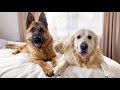 Golden Retriever and German Shepherd are Best Friends Forever