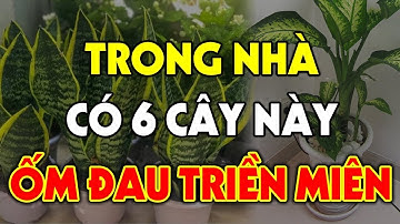 Tuyệt Đối Cấm Trồng 6 Loại Cây Này TRONG NHÀ Kẻo ỐM ĐAU TRIỀN MIÊN, Bỏ Ngay Kẻo Hối Không Kịp