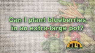 Can I grow blueberries in a pot?