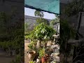Morning vibe ♥️#plants #shortfeed #shorts