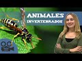 Animales INVERTEBRADOS 🐛(Características y Clasificación)