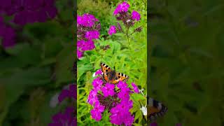 Выращиваю флоксы💜 #summer #nature #garden #flowers #flower #лето #природа #сад #цветы #флоксы