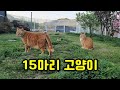 집사도 당황스럽게 만드는 고양이들의 돌발 행동!