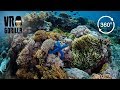 Freediving The Coral In Komodo National Park, Indonesia - 360 VR Video