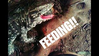 COLUMBIAN TEGU EATING A CUT UP WHOLE CHICKEN!!