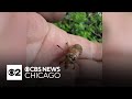 Cicada found by CBS Chicago viewer in Des Plaines
