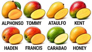 All Mangoes Explained in 10 Minutes