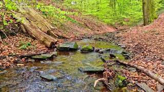 Sounds of nature, murmur of a stream || The sound of the stream is relaxing || Healing Nature Sounds