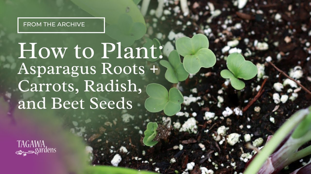 How to Plant Asparagus Roots & Carrot, Radish, Beet Seeds  by Tagawa Gardens
