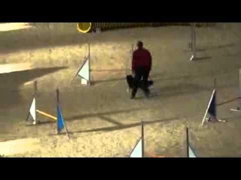 knpv berger hollandais B.A.C.K. Agility Cup 16.01.2011