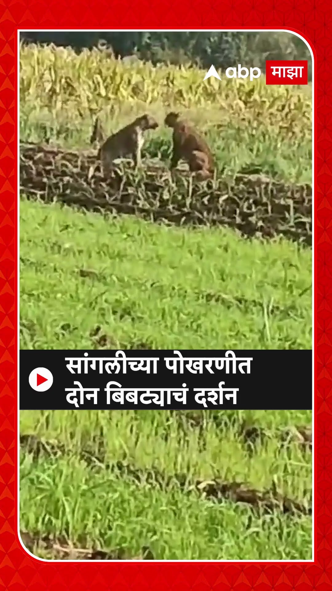 Sangli Leopard : सांगलीच्या पोखरणीत दोन बिबट्याचं दर्शन #sangli #sanglileopard #leopardnews