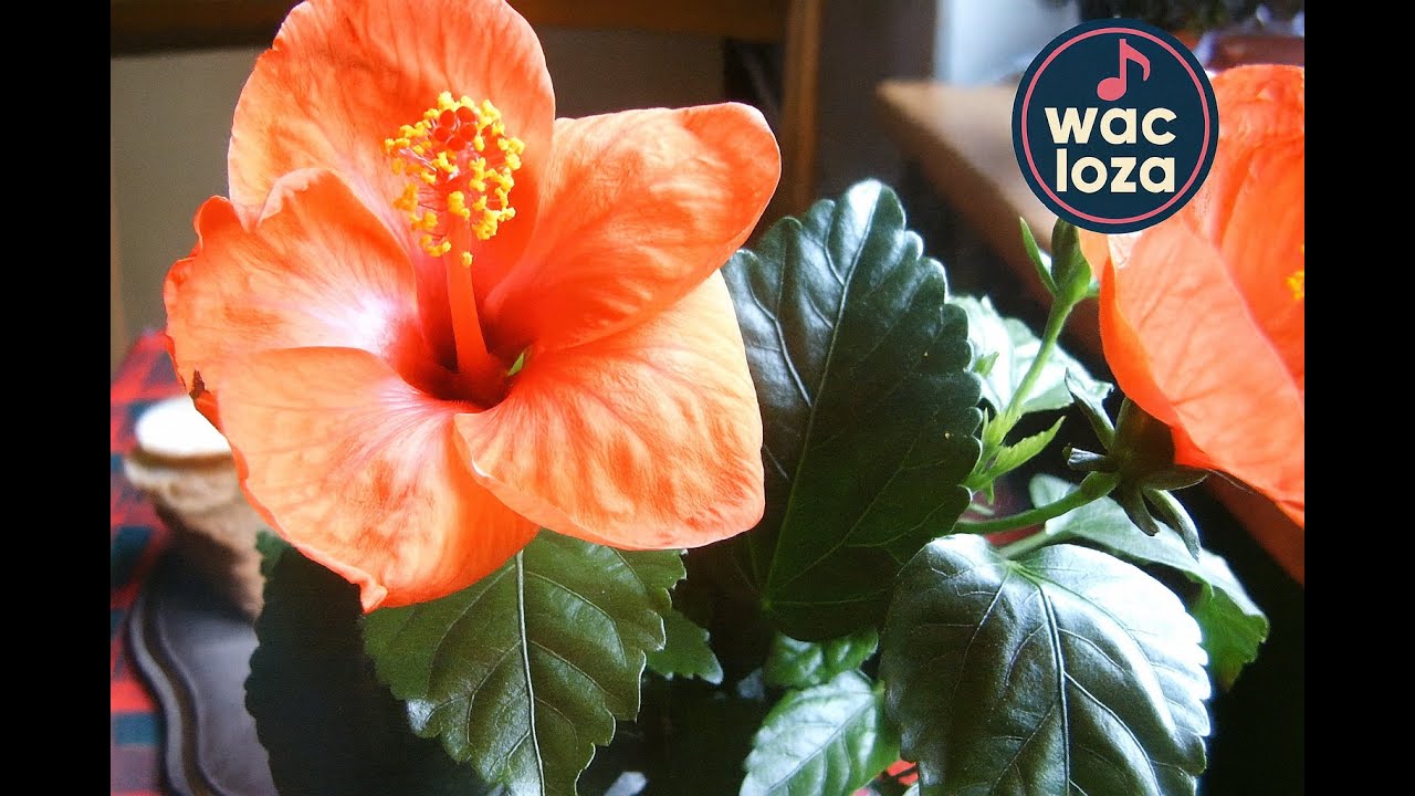 MOJA PIERWSZA MIŁOŚĆ