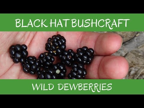 วีดีโอ: Care Of Dewberries - เรียนรู้เกี่ยวกับข้อมูลการปลูก Dewberry