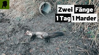 Steinmarder FANG✅in Betonrohrfalle//Fallenjagd//JAGD 2024//TrapperInfo