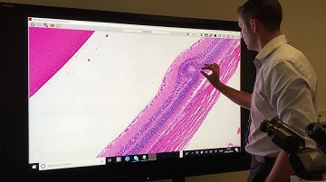 Digitally transforming preclinical pathology