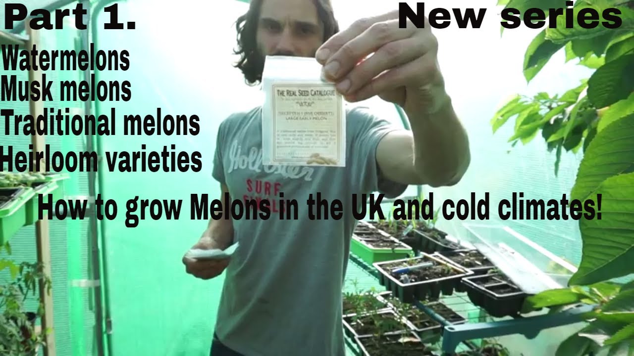 How to grow Melons in the UK and similar climates. Part 1. YouTube